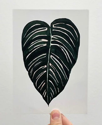 Calathea Art Print