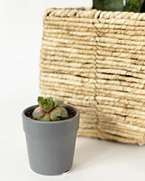 Mini Mini Pot