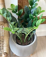 Faux Potted ZZ Plant