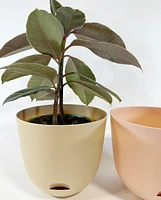 Pey Plant Pots