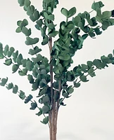 Dark Eucalyptus Stems