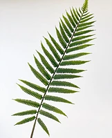 Fern Leaf Stems