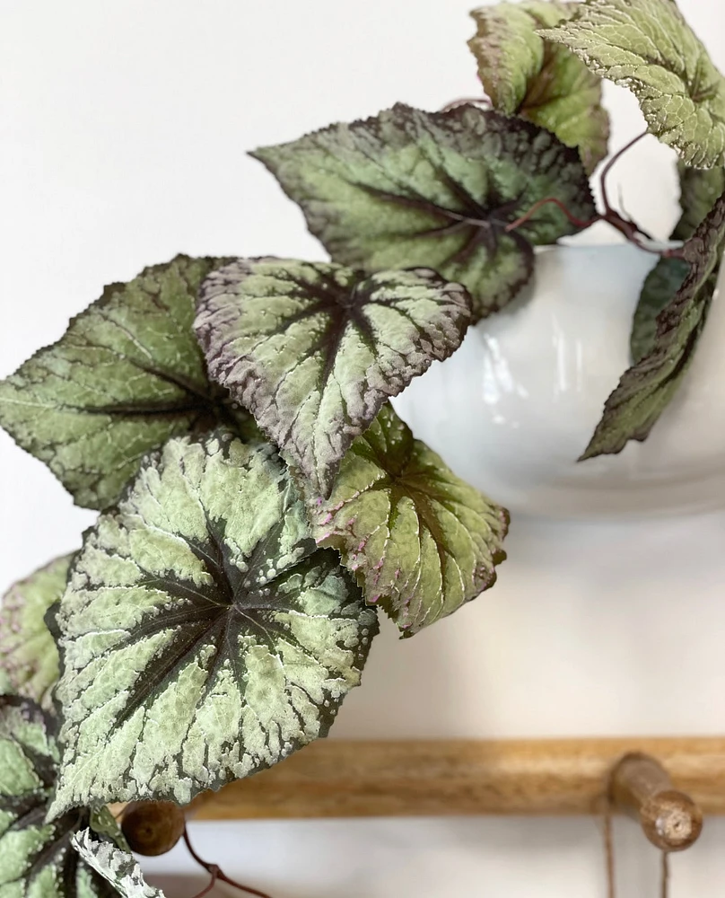 Trailing Begonia