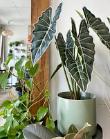 Faux Potted Alocasia