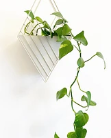 Tulane Wall Planter -Cream