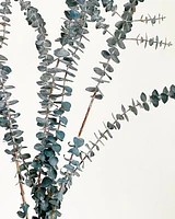 Eucalyptus Bunch