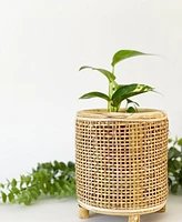 Orsen Candle Holder/Plant Pot