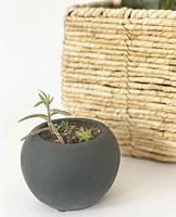 Orb Pot