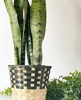 Marcus Plant Baskets