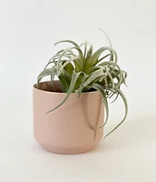 Faux Tillandsia Xerographica