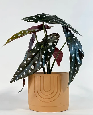 Zena Plant Pot