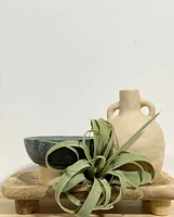 Faux Tillandsia Xerographica