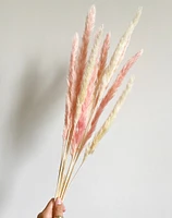 Natural Cream Pampas Grasses