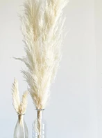 Natural Cream Pampas Grasses