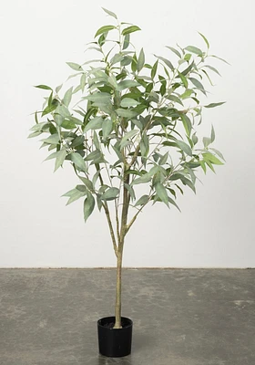 Eucalyptus Tree