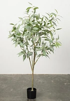 Eucalyptus Tree