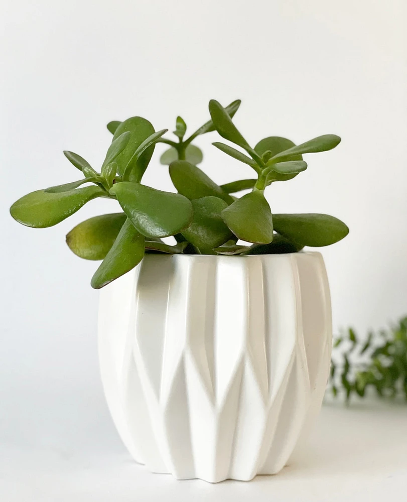 Aurora Pleated Plant Pot