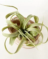 Faux Tillandsia Xerographica