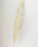 Natural Cream Pampas Grasses