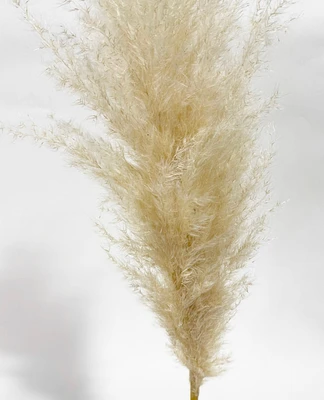 Single Stem Pampas