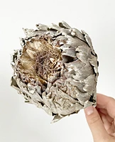 Dried Artichokes - Grey