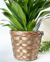 Marty Plant Basket