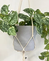 Macrame Plant Hanger