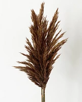 Plume Reeds -Brown