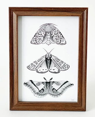 Wild Moth Trio Art Print