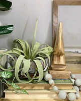 Faux Tillandsia Xerographica