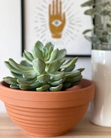 Terracotta Bowl Planter