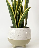 Brian Plant Pot