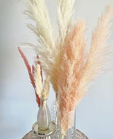 Natural Cream Pampas Grasses