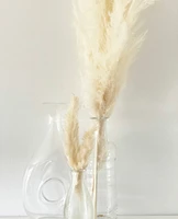 Natural Cream Pampas Grasses