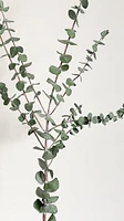 Eucalyptus Bunch