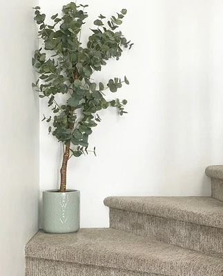 Potted 5' Eucalyptus Tree