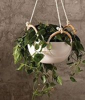 Fezco Hanging Planter