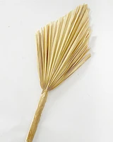 Dried Palm Leaf -Natural