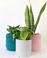 Dolo Plant Pots