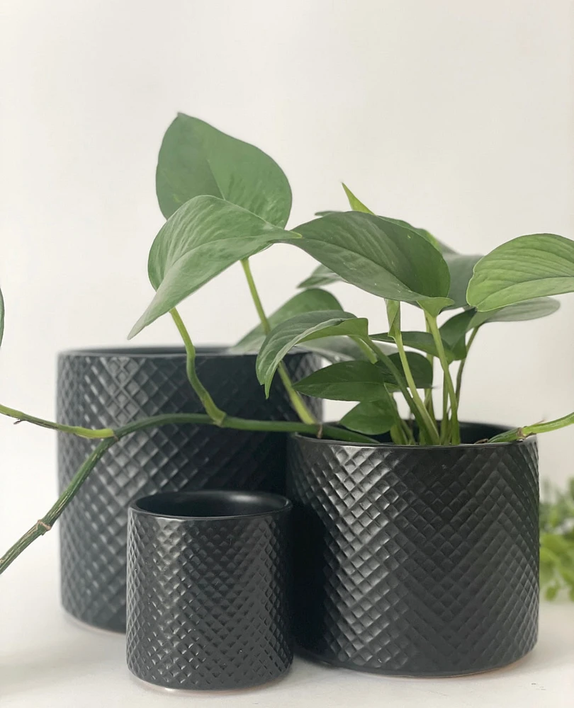 Bodi Plant Pots