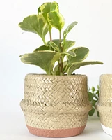 Cement Basket Pots