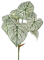 Caladium Leaf Pick