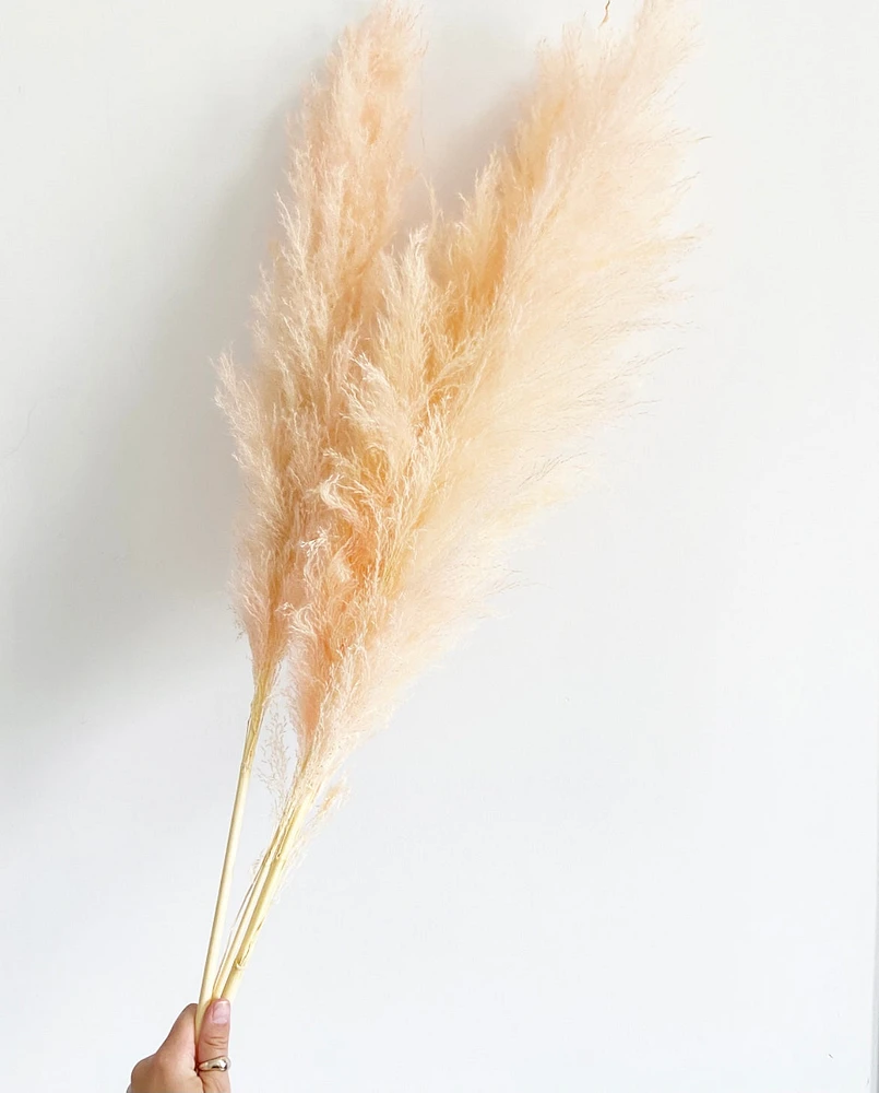 Natural Pink Pampas Grasses