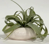 Faux Tillandsia Xerographica