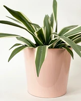 Markham Plant Pot