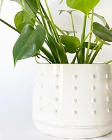 Puff Plant Pots