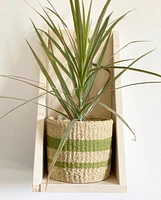 Juno Plant Pots