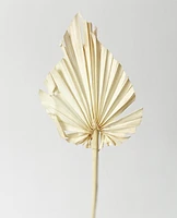 Dried Palm Leaf -Natural