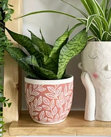 Amazon Plant Pots