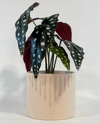 Zeja Plant Pot